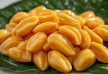 Jackfruit Seeds Are Not Waste Discover the Hidden Superfood Benefits You Should Not Ignore