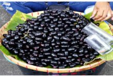 Jamun Fruit Offers Powerful Ayurvedic Benefits for Health, Experts Highlight Its Natural Healing Properties