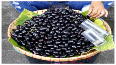 Jamun Fruit Offers Powerful Ayurvedic Benefits for Health, Experts Highlight Its Natural Healing Properties