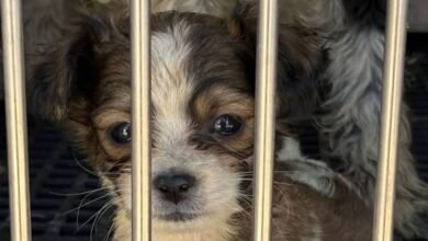 Karnataka High Court Rules Animals Have Right to Live Free From Cruelty, Refuses Return of Rescued Dogs