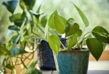 Kitchen Secrets Bring Life Back To Dry Money Plant At Home
