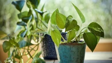 Kitchen Secrets Bring Life Back To Dry Money Plant At Home
