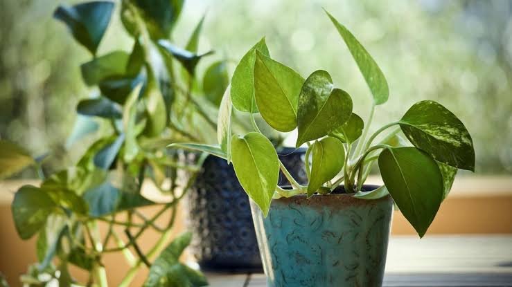 Kitchen Secrets Bring Life Back To Dry Money Plant At Home