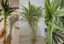 Lucky Bamboo Care Soil vs Water Experts Share What Works Best for Long Lasting Green Growth