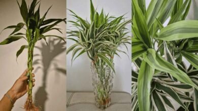 Lucky Bamboo Care Soil vs Water Experts Share What Works Best for Long Lasting Green Growth