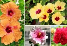 Native Hibiscus vs Hybrid Hibiscus Which One Blooms Better and How to Get Flowers in Bunches