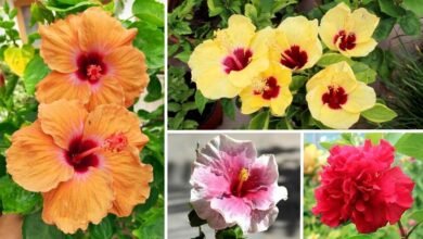 Native Hibiscus vs Hybrid Hibiscus Which One Blooms Better and How to Get Flowers in Bunches