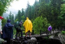Natural Monsoon Protection Herb Gains Attention as Seasonal Illnesses Rise