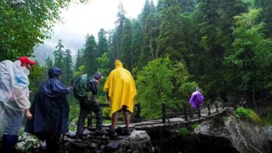 Natural Monsoon Protection Herb Gains Attention as Seasonal Illnesses Rise