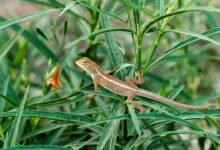 Natural Plants That Can Help Keep Lizards Away From Your Home Without Chemicals