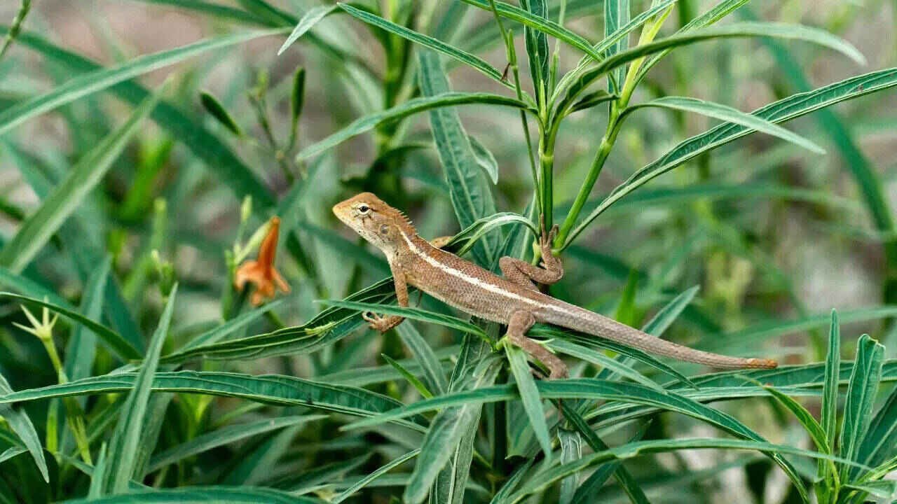 Natural Plants That Can Help Keep Lizards Away From Your Home Without Chemicals