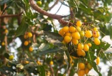 Neem Fruit Benefits The Hidden Natural Medicine That Can Support Multiple Health Problems
