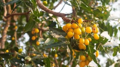 Neem Fruit Benefits The Hidden Natural Medicine That Can Support Multiple Health Problems