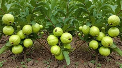 Rainy Season Gardening Trick That Can Make Guava Trees Bear Fruit Heavily in Clusters