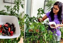 Simple Gardening Secrets to Grow Healthy Green Chilies at Home