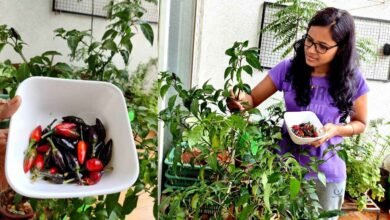 Simple Gardening Secrets to Grow Healthy Green Chilies at Home