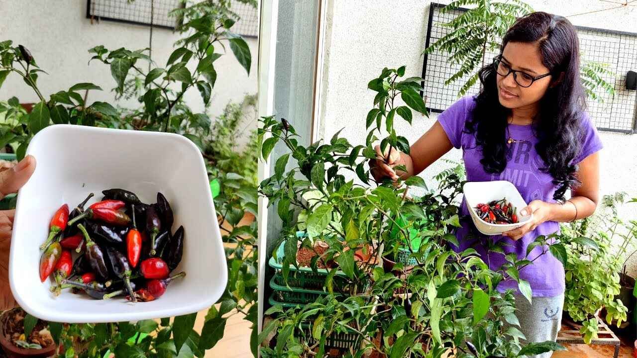 Simple Gardening Secrets to Grow Healthy Green Chilies at Home