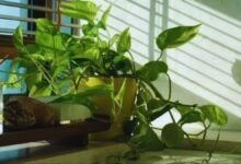 Simple Home Tricks to Revive a Dull Money Plant and Make It Lush Again
