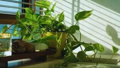 Simple Home Tricks to Revive a Dull Money Plant and Make It Lush Again