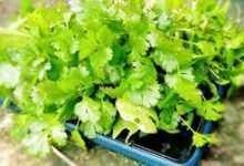 Simple Kitchen Hacks That Keep Coriander Fresh for Weeks Without Losing Flavor
