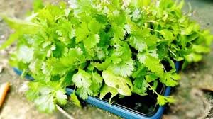 Simple Kitchen Hacks That Keep Coriander Fresh for Weeks Without Losing Flavor