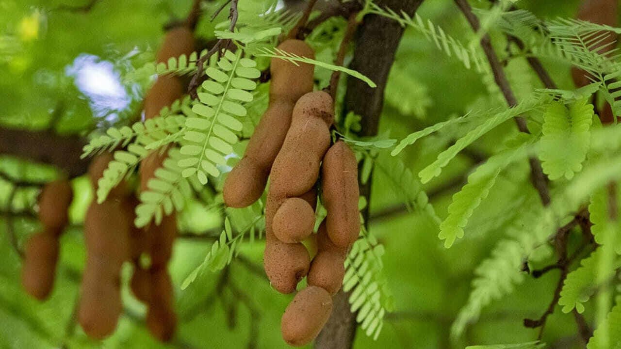 Tamarind Leaves Return to the Spotlight as Seasonal Superfood Gains Attention