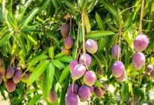 These Special Mango Trees Can Produce Fruit Almost All Year and Even Thrive on Terraces