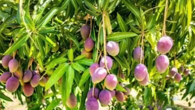These Special Mango Trees Can Produce Fruit Almost All Year and Even Thrive on Terraces