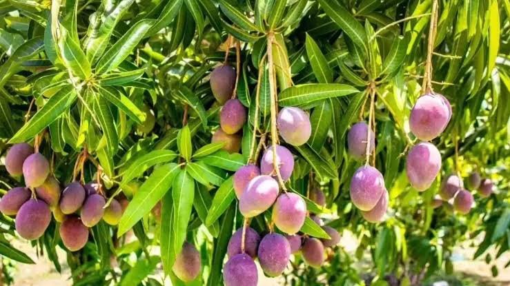 These Special Mango Trees Can Produce Fruit Almost All Year and Even Thrive on Terraces