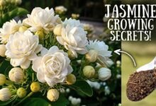 This Simple Monsoon Fertilizer Can Bring Even Weak Jasmine Plants Back to Bloom