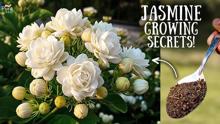 This Simple Monsoon Fertilizer Can Bring Even Weak Jasmine Plants Back to Bloom