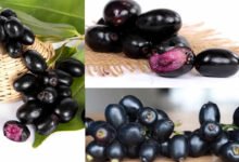 Viral Health Alert Monsoon Warning on Eating Jamun After Rainfall