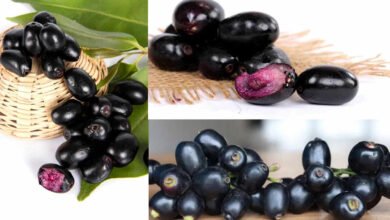 Viral Health Alert Monsoon Warning on Eating Jamun After Rainfall