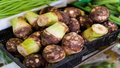 What Is Taro Root Discover the English Name and Surprising Health Benefits of This Popular Vegetable