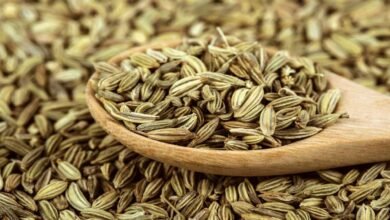 Why Fennel Seeds Are Becoming a Daily Wellness Essential for Women