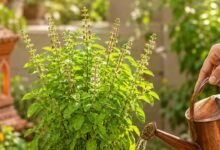 Why Tulsi Plants Dry Up at Home and Common Mistakes You Should Avoid