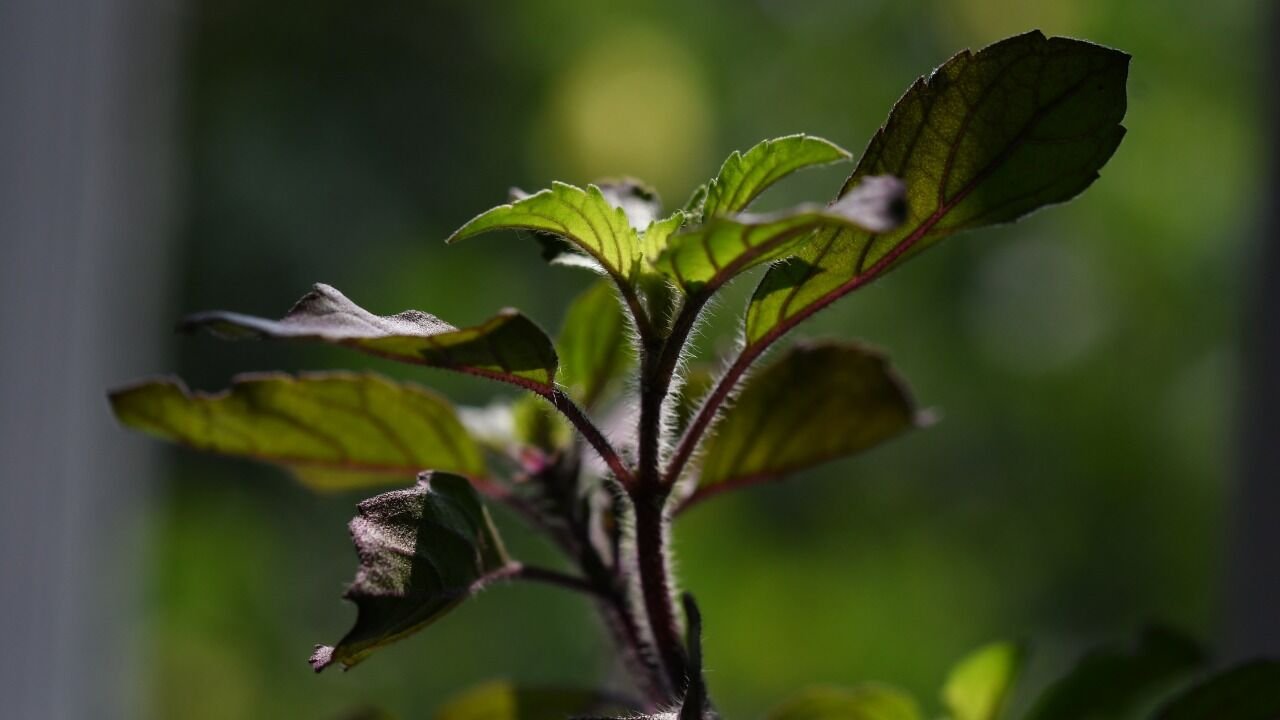 Why You Should Never Place These Plants Near Tulsi Experts Warn It Can Harm Growth and Health