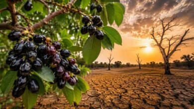 Why a Heavy Jamun Harvest Has Farmers Talking About Drought Again
