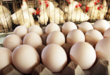 Chicken and Egg Prices Surge Sharply as Supply Drops in Karnataka