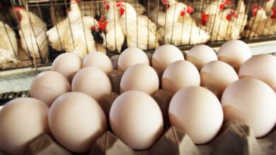 Chicken and Egg Prices Surge Sharply as Supply Drops in Karnataka