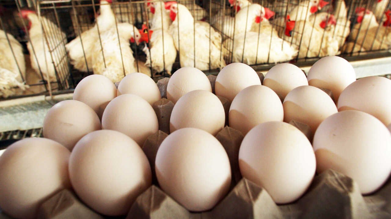 Chicken and Egg Prices Surge Sharply as Supply Drops in Karnataka