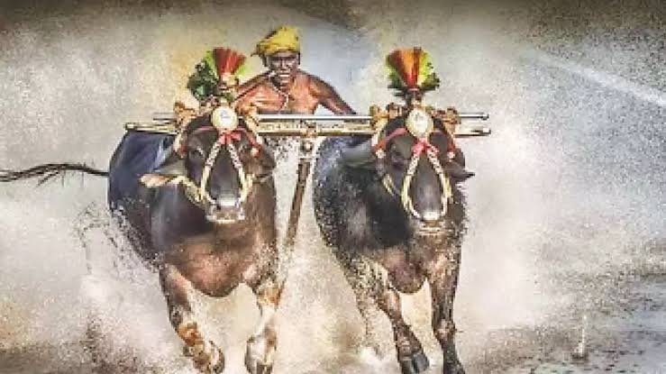 Debate Grows Over Proposal to Include Kambala in Mysuru Dasara Celebrations