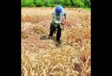 Dharwad Agricultural University Wheat Variety Selected for Export to Indonesia Under Bilateral Agreement