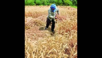 Dharwad Agricultural University Wheat Variety Selected for Export to Indonesia Under Bilateral Agreement