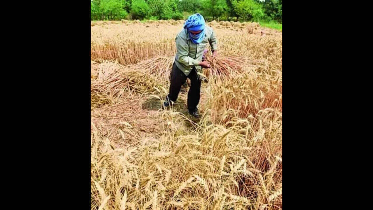 Dharwad Agricultural University Wheat Variety Selected for Export to Indonesia Under Bilateral Agreement