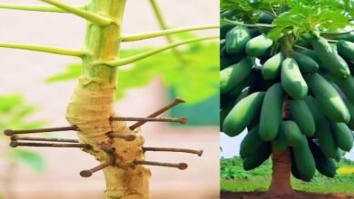 Does Hammering Nails Into a Papaya Tree Really Increase Yield? The Truth Behind an Old Farming Belief