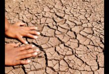 Drought Conditions Deepen Across Parts Of Karnataka As Water Sources Dry And Crops Suffer