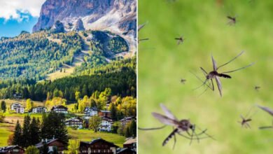 Hivare Bazar Village Offers Reward for Finding a Mosquito