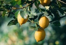 How to Grow a Lemon Tree in a Pot and Get Heavy Yield with Simple Home Gardening Tricks