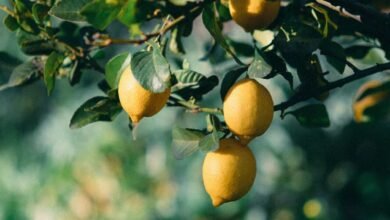 How to Grow a Lemon Tree in a Pot and Get Heavy Yield with Simple Home Gardening Tricks